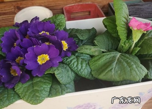 报春花什么时候开花 开花多长时间