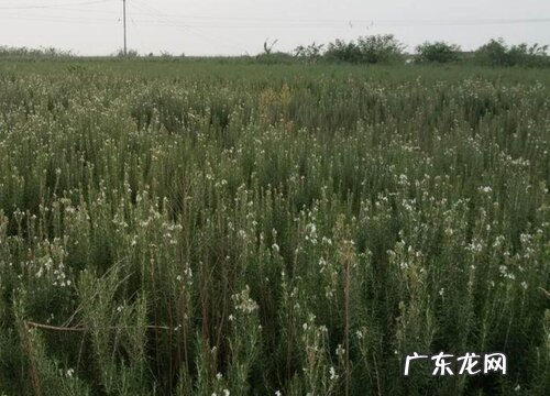 迷迭香什么时候开花 花期多长什么时间