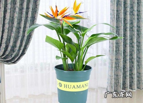 鹤望兰配土方法与种植土壤