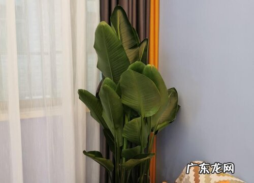 鹤望兰配土方法与种植土壤