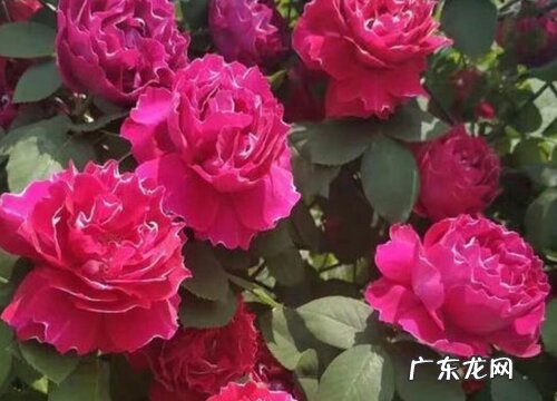 紫袍玉带月季花期是什么时候
