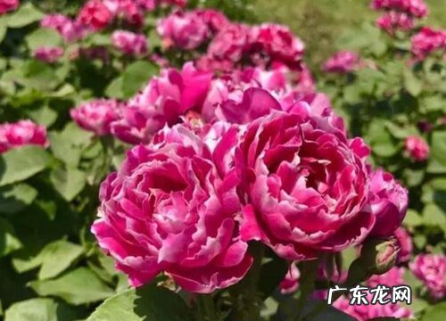 紫袍玉带月季花期是什么时候
