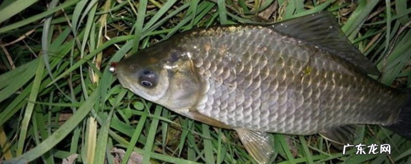 鲫鱼的生活习性,鲫鱼为杂食性底层鱼类