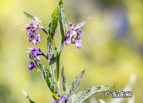 石斛开花吗 养几年才会开花