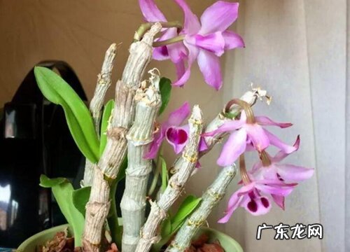 石斛开花吗 养几年才会开花