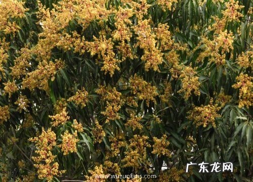 芒果什么时候开花 开花季节是几月