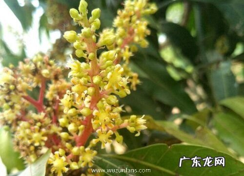 芒果什么时候开花 开花季节是几月