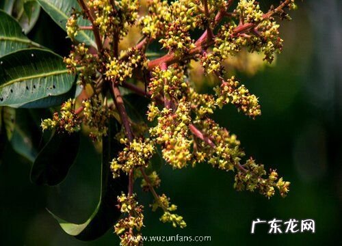 芒果什么时候开花 开花季节是几月