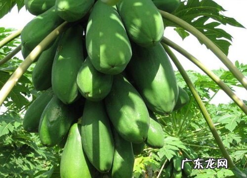 青木瓜什么时候成熟 成熟季节是几月份