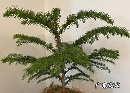 澳洲杉施肥用什么肥料最好 盆栽澳洲杉用磷酸二氢钾