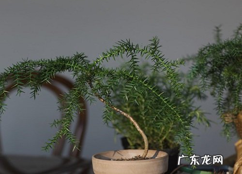 澳洲杉施肥用什么肥料最好 盆栽澳洲杉用磷酸二氢钾