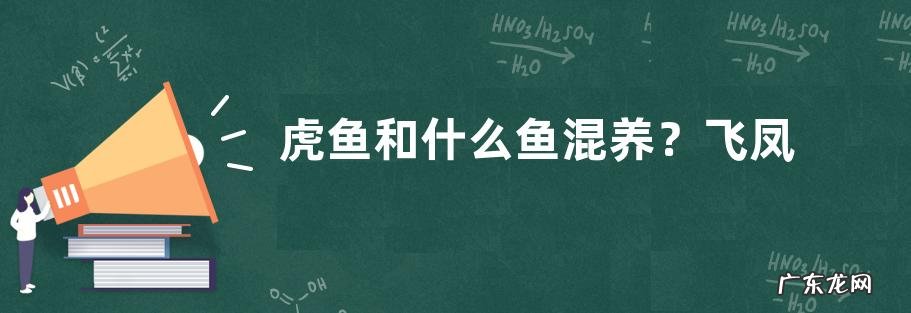 虎鱼和什么鱼混养？飞凤鱼可以跟虎鱼混养吗