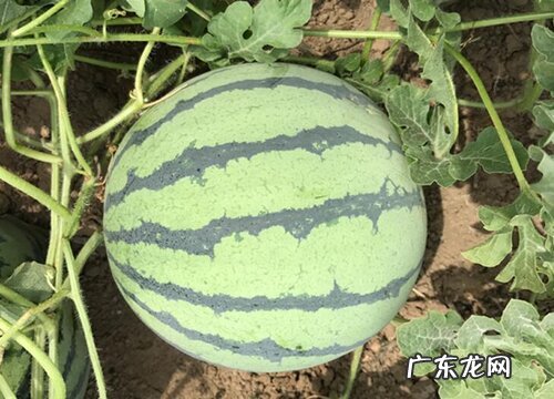 西瓜多久成熟可以吃 成熟期时间