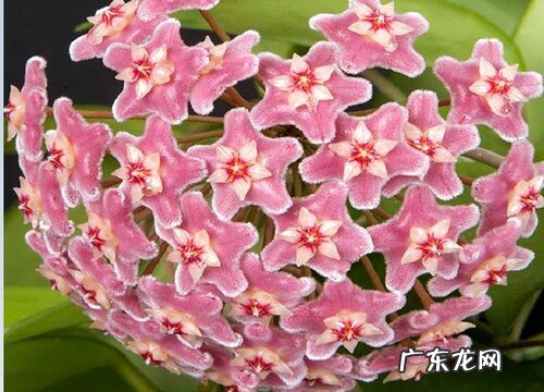 球兰花什么时候开花 一般开多久花