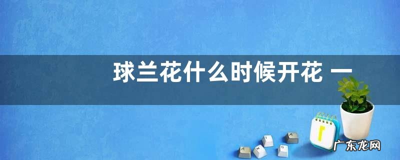 球兰花什么时候开花 一般开多久花