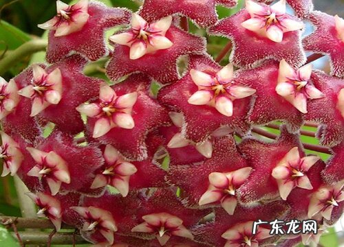 球兰花什么时候开花 一般开多久花