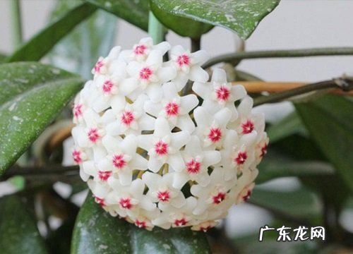 球兰花什么时候开花 一般开多久花