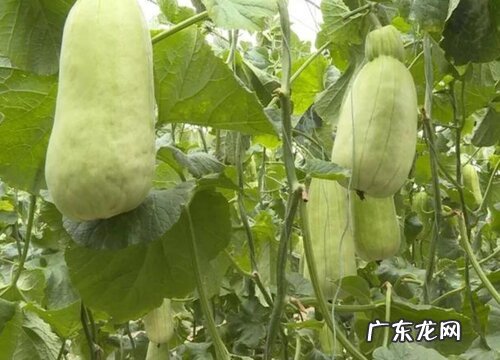 脆瓜什么时候种植最好