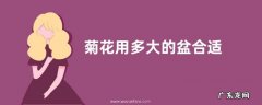 菊花用多大的盆合适
