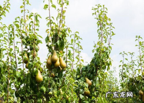 大头梨什么时候成熟 采摘时间