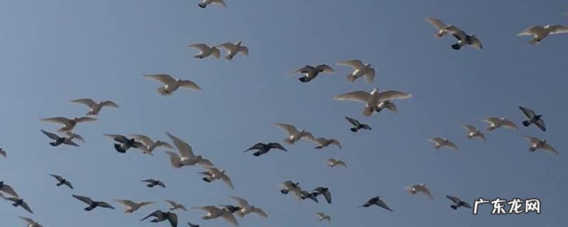 鸽子怎么分公母？附乳鸽怎么分公母