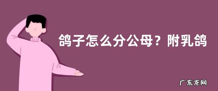 鸽子怎么分公母？附乳鸽怎么分公母