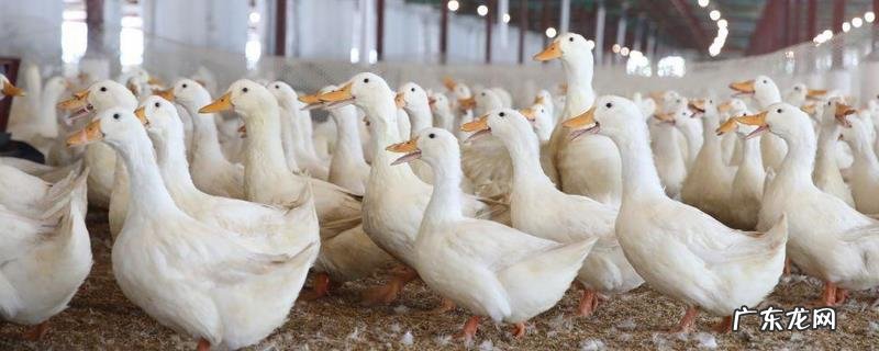 鸭疫里默氏杆菌病防治,鸭疫里默氏杆菌病的药物防治