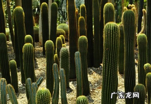 仙人柱浇水要浇透吗 浇水浇多少合适