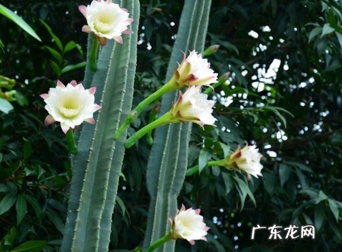 仙人柱浇水要浇透吗 浇水浇多少合适