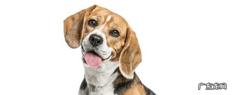 比格犬吃什么狗粮?狗粮应该怎么选择