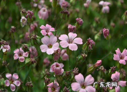 粉色满天星花语和寓意 花语是什么意思