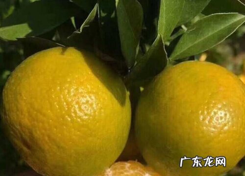 皇帝柑什么时候上市 几月份成熟