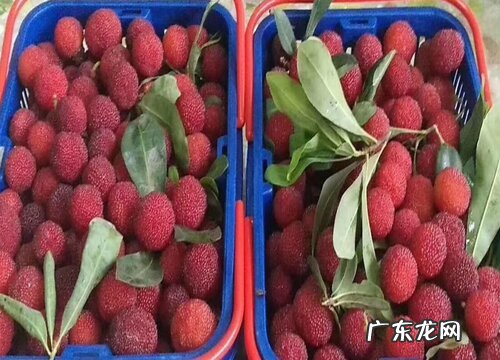 浙江杨梅什么时候上市 一般几月份成熟