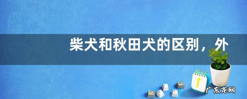 柴犬和秋田犬的区别，外形、四肢、毛色等均匀不同