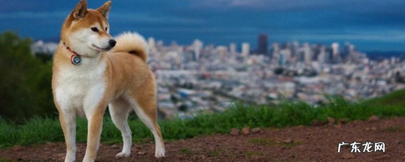 柴犬和秋田犬的区别，外形、四肢、毛色等均匀不同