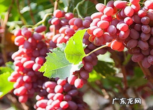 美人指什么时候成熟 几月份采摘