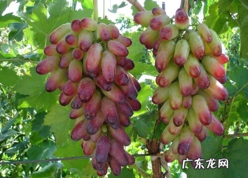 美人指什么时候成熟 几月份采摘