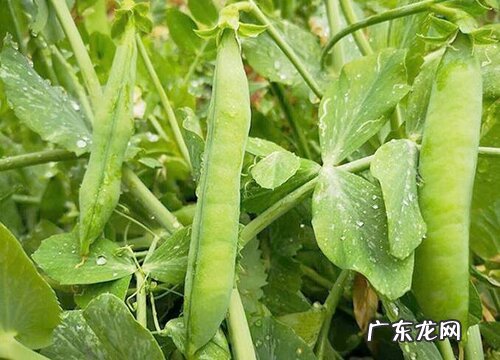 豌豆什么时候上市 几月份成熟