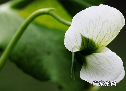 豌豆什么时候上市 几月份成熟