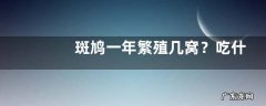 斑鸠一年繁殖几窝？吃什么食物，有什么种类
