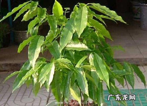 元宝树多久浇一次水