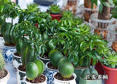 元宝树多久浇一次水