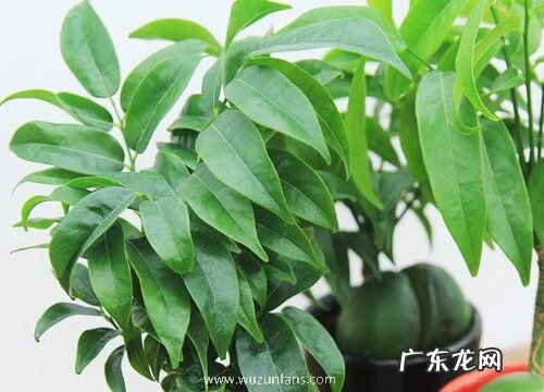 元宝树多久浇一次水