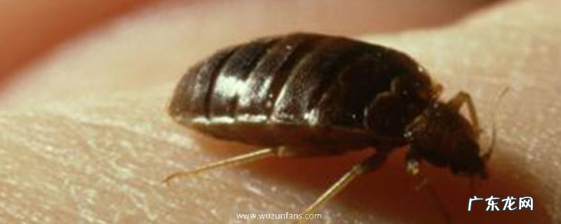 吸血臭虫有天敌吗,分别是什么