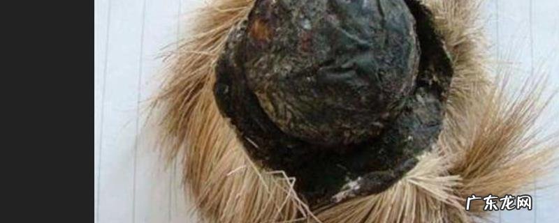 麝香是什么动物身上的？麝香的产地在哪里