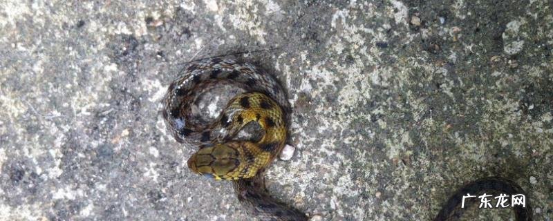 钓鱼蛇是怎么钓鱼的？附钓鱼蛇特征