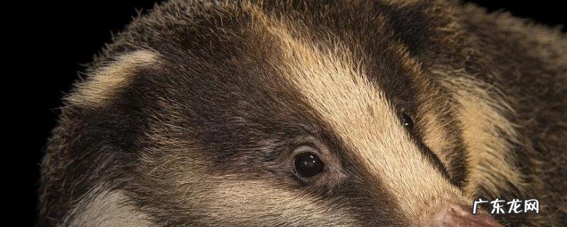 猪獾是保护动物吗？附常见獾的种类