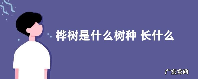 桦树是什么树种 长什么样子