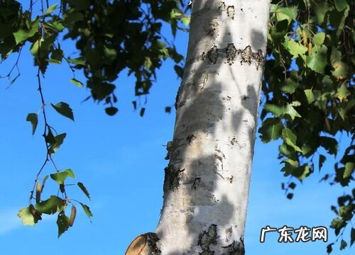 桦树是什么树种 长什么样子
