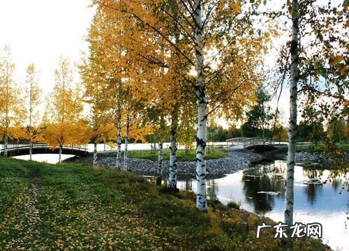 桦树是什么树种 长什么样子